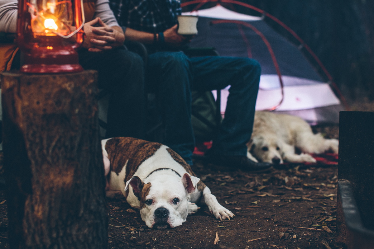 Gay Camping Engagement Dallas