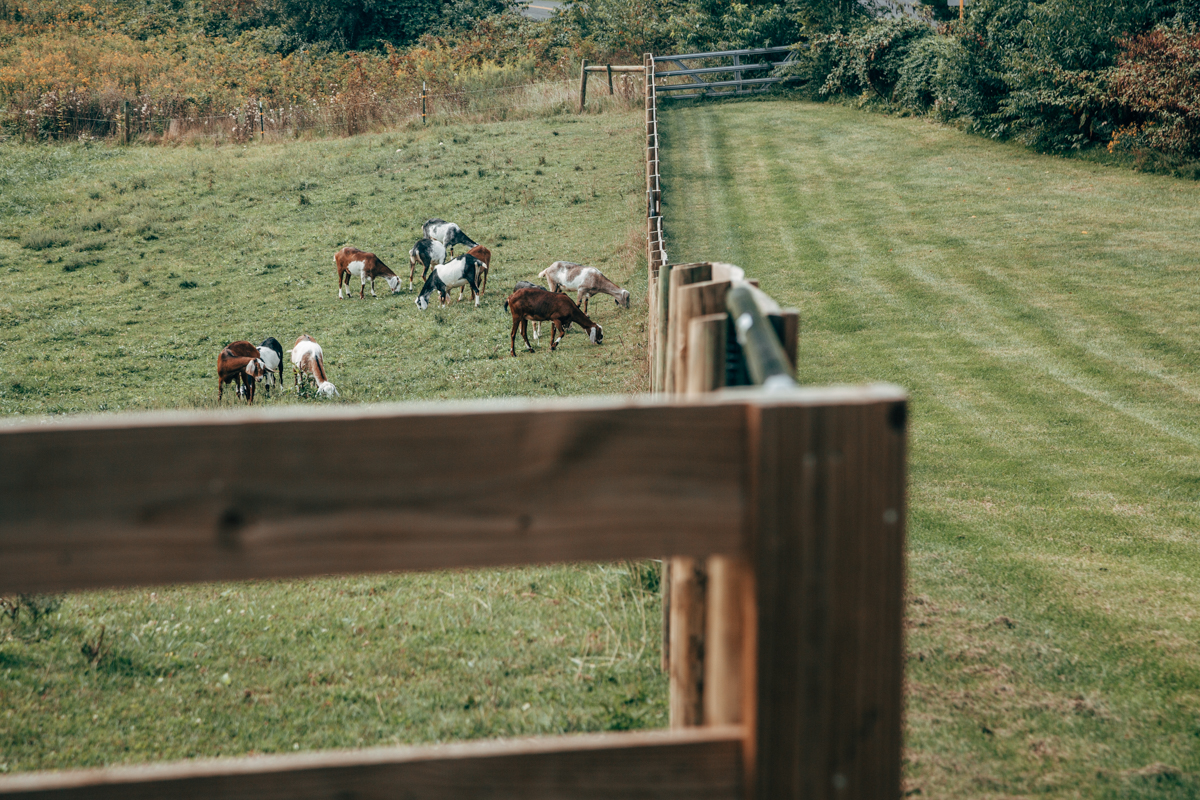 Khimaira Farms Virginia Lesbian Wedding Steph Grant